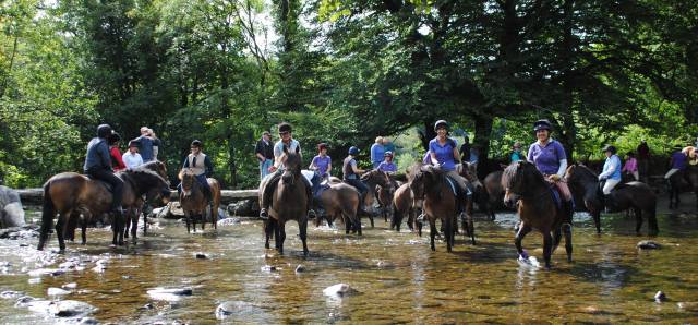 Dozens of Exmoor ponies crossed at Tarr Steps - photo by Peter Yates 2013