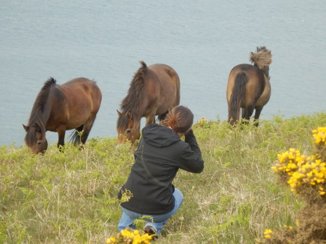 Experience Exmoor - an Exmoor Pony Photo Safari